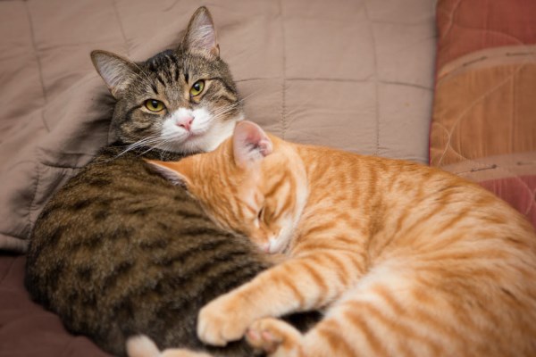 Любовь кота и кошки