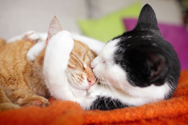 Кот и кошка обнимаются