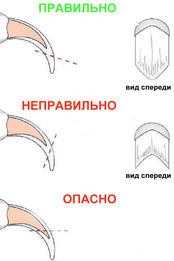 Схема стрижки когтя