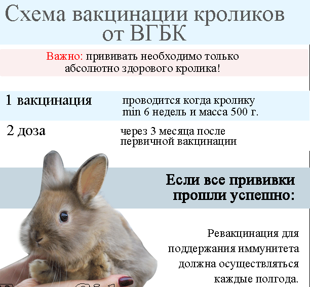 Схема вакцинации кроликов от ВГБК