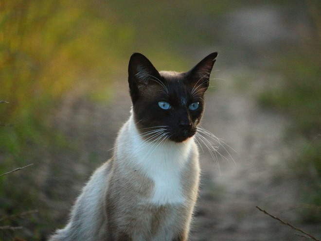 Кошка гуляет на свежем воздухе