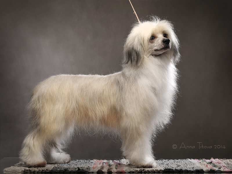 китайская хохлатая собака стрижки фото