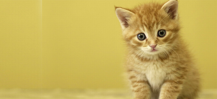 Cute-Kitten01