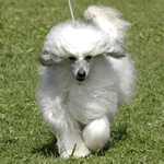 Chinese Crested Powderpuff