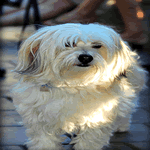 Havanese