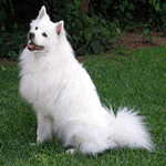 American Eskimo Dog sat in the garden