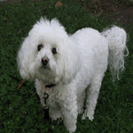 Bichon Frise standing in the garden