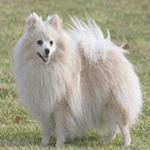 Klein German Spitz with white fur