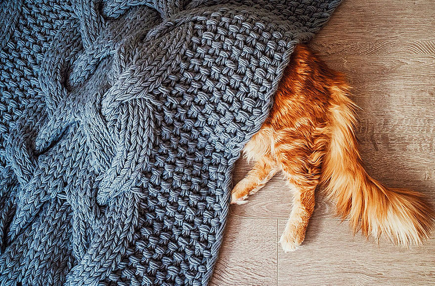 ginger cat under rug