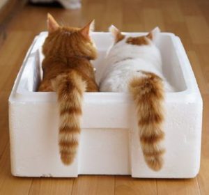 two cats in a box