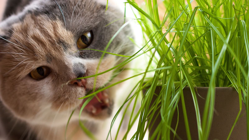 Поедание травки вызывает у кошки рвотный рефлекс, очищая желудок от шерсти естественным способом