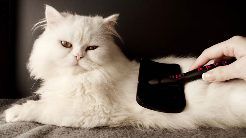 Вычёсывание пуходёркой либо фурминатором снизит количество проглоченной кошкой шерсти. Фото: Shutterstock