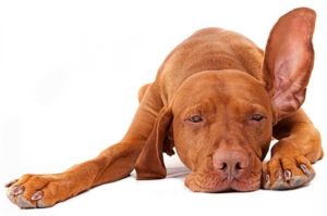Повреждение уха у собаки