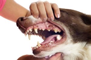 Рост зубов у собаки