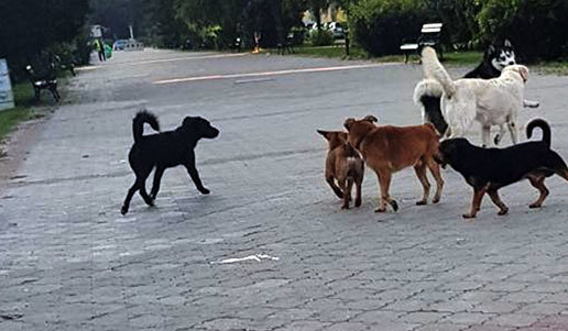 Поведение собак.
