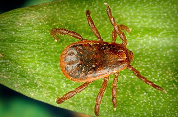 The brown dog tick is found throughout the U.S. and is carried primarily by dogs. It can spread Rocky Mountain spotted fever.