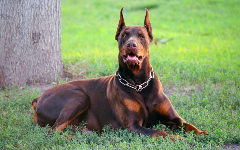 Доберман: описание породы, характер собаки, уход, содержание и дрессировка