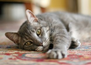 Особенности лечения токсокароза у кошек