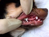 у собаки выпадают зубы