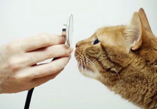 Даже самому опытному ветеринару тяжело сразу же определить наличие гельминтов в организме кошки только по одному осмотру и жалобам хозяев