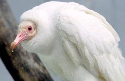 Топ-11: Необычные животные-альбиносы