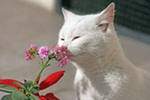 кот и цветок
