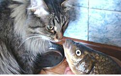 кот и рыба