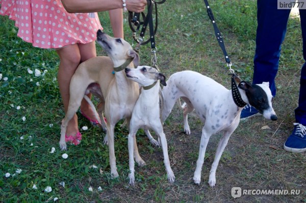 Уиппет (whippet, малая английская борзая) фото