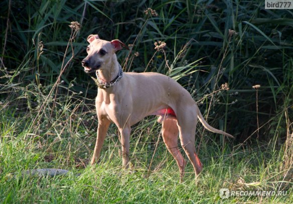 Уиппет (whippet, малая английская борзая) фото