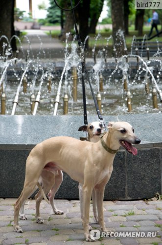 Уиппет (whippet, малая английская борзая) фото