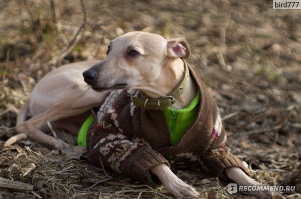 Уиппет (whippet, малая английская борзая) фото