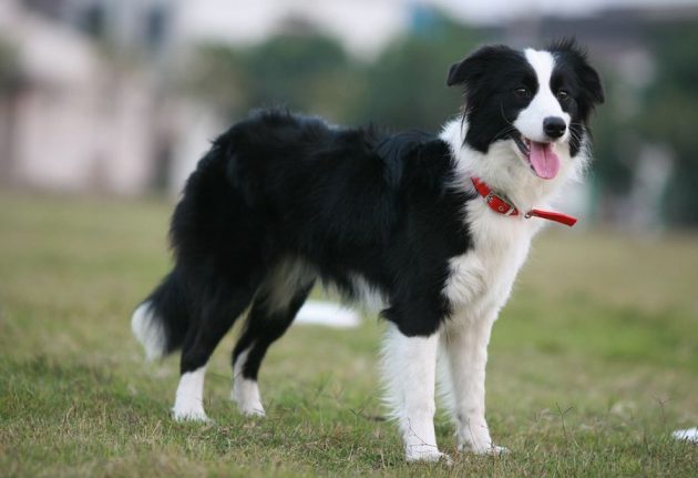 Топ-10 самых умных пород собак: бордер-колли
