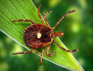 An adult female lonestar tick with white spot.