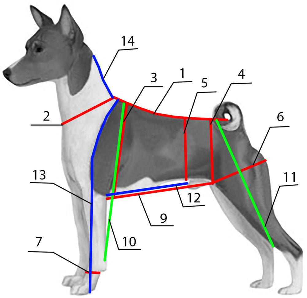как измерить высоту собаки в холке