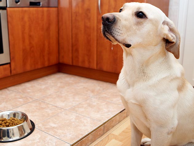 How Often Should You Feed Your Dog?