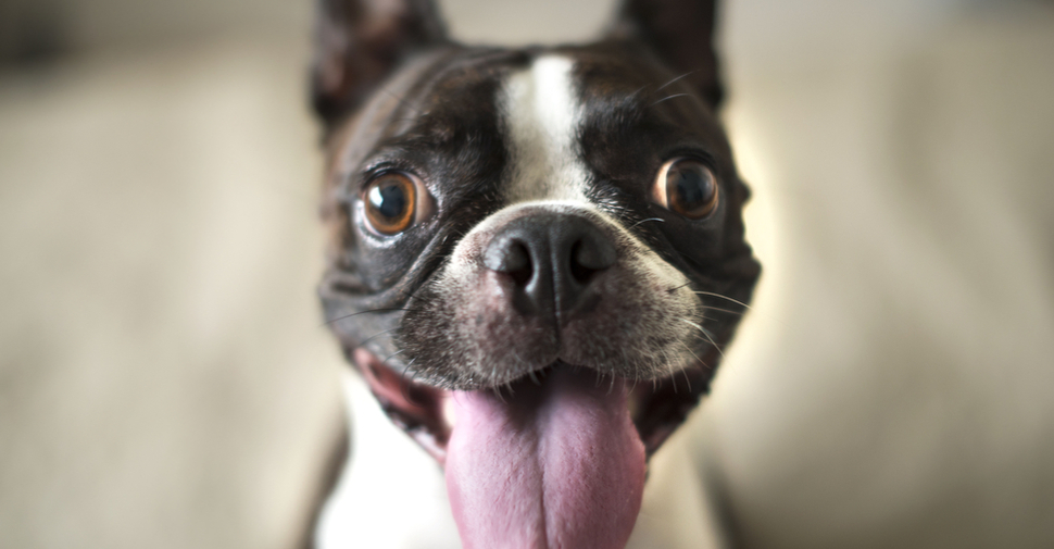 Boston Terrier, smiling while looking up at camera