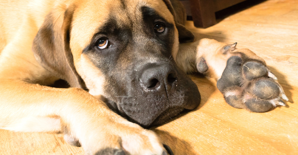 Close up of blonde Mastiff large dog breed lying on wood floor with paw stretch out forward.