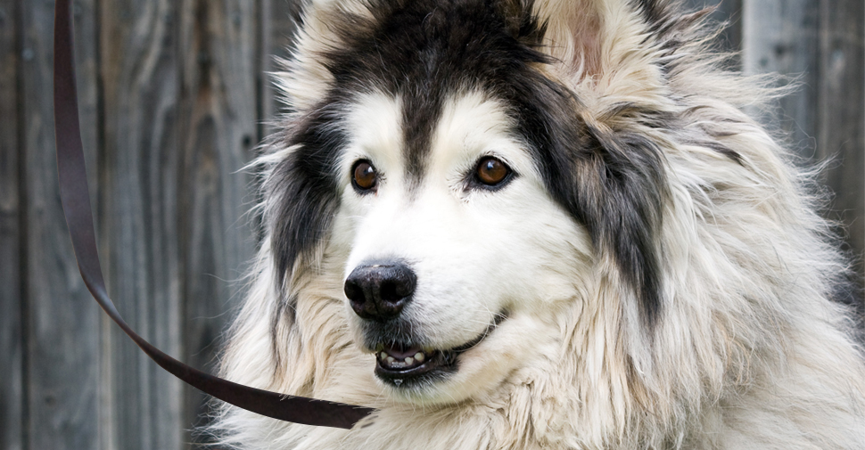 Fluffy, long-haired black and white Malamute