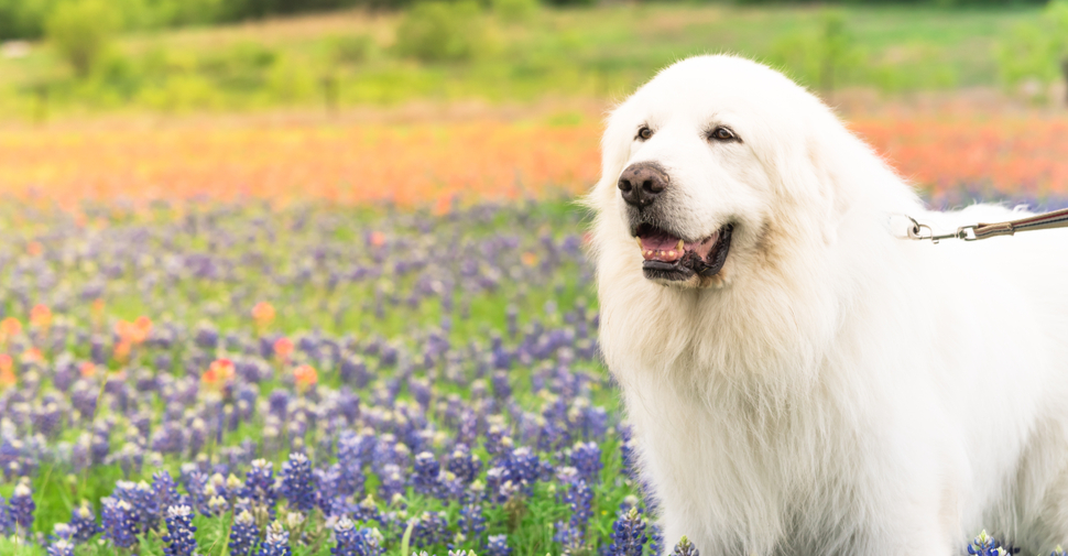 Giant, fluffy, white Great Pyrenees dog