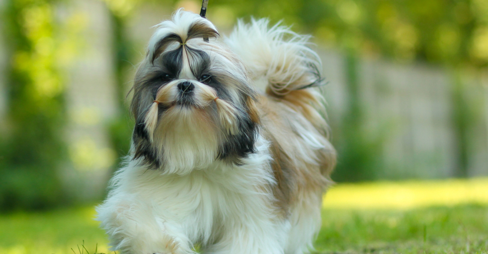 Small white fluffy Shih Tzu dog