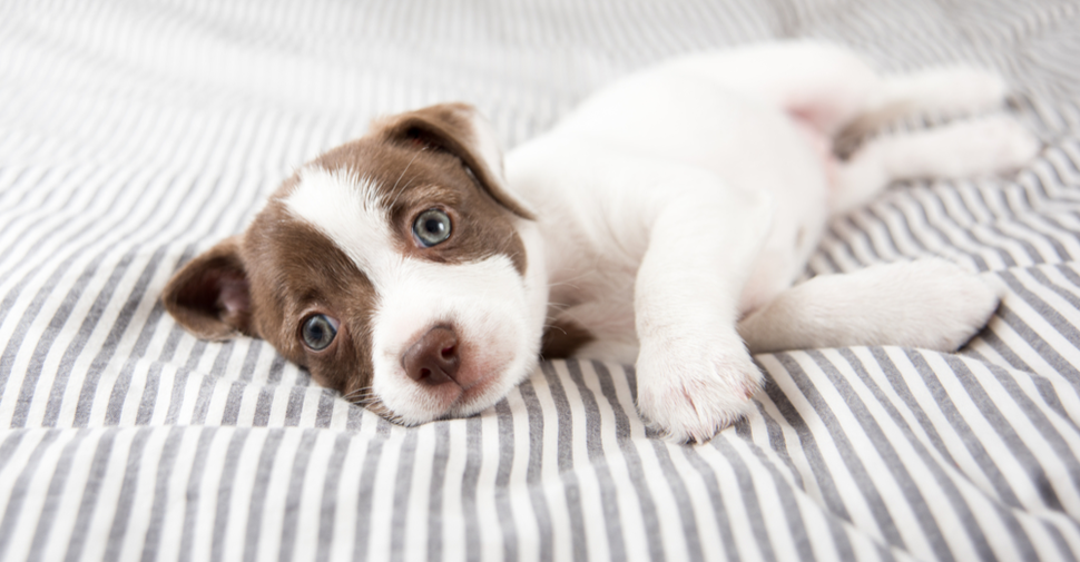 Small, brown and white mixed breed puppy with blue eyes resting on grey and white striped bed spread after having dog vaccinations.