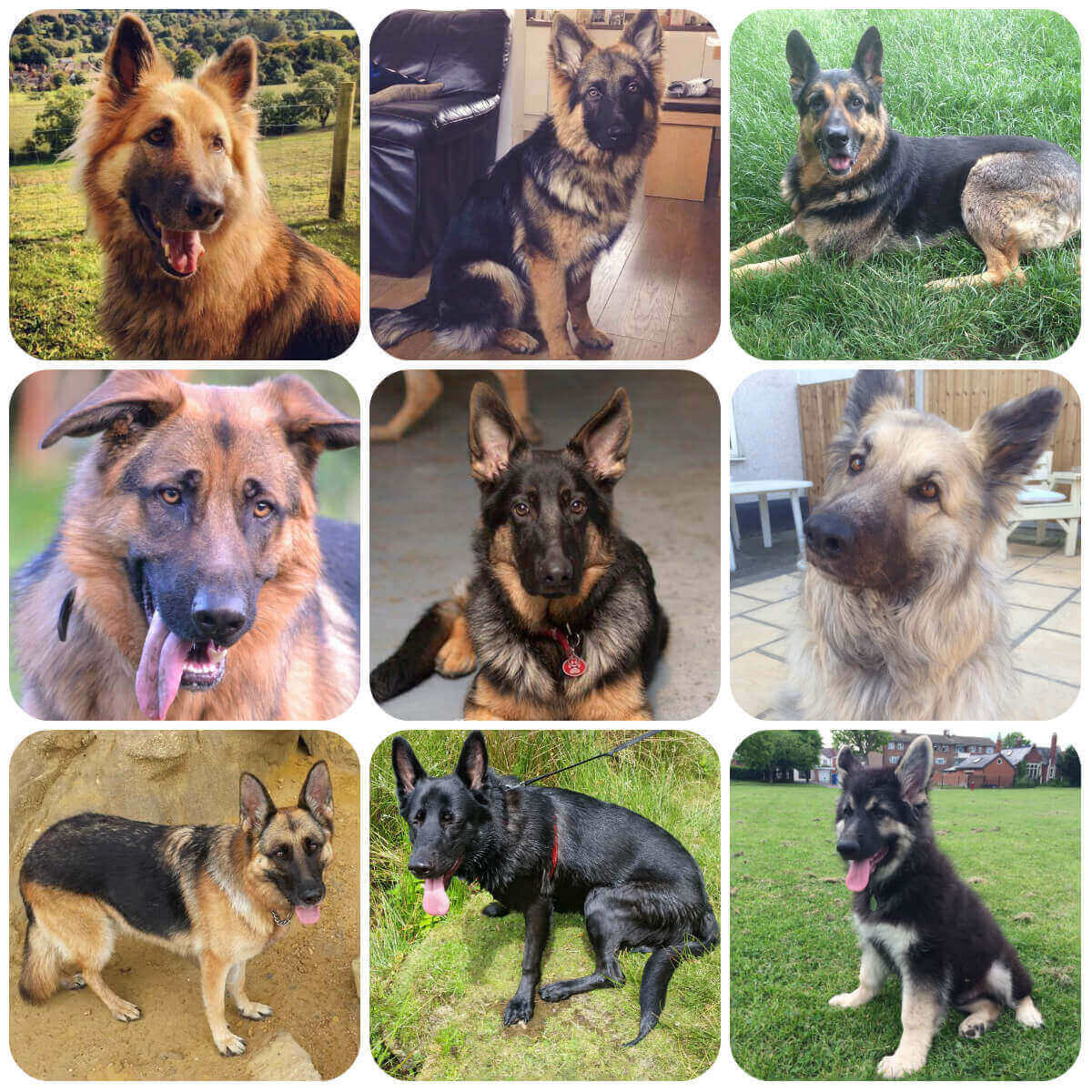 collage of german shepherd dogs and puppies, part of borrowmydoggy