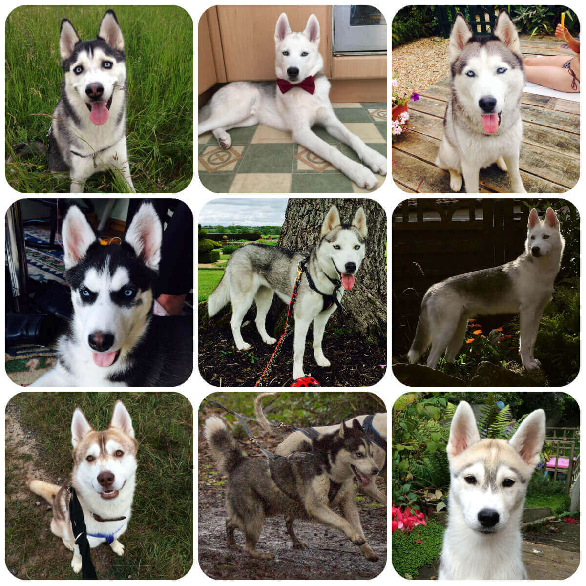 A collage of husky dogs and puppies, part of BorrowMyDoggy