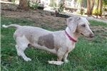Featured Breeder of Smooth Dachshunds with Puppies For Sale