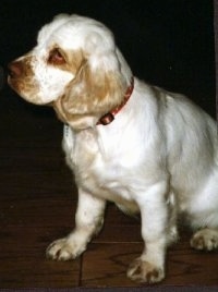 Maui the Clumber Spaniel is sitting on a hardwood floor and looking to the left