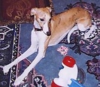Top down view of a tan with white Whippet that is laying across a rug and it is looking at a popper push toy. The dog has long front legs and a skinny snout.