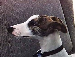 Close up - The head of a white with brown Whippet dog that is looking to the left and it is laying in an arm chair.