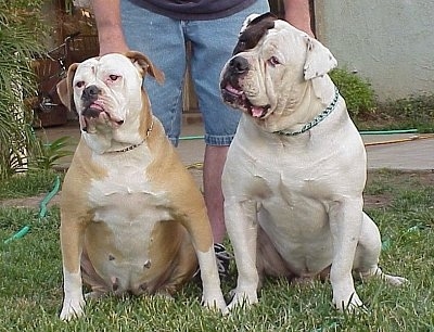 Two wide chested American Bulldogs are sitting on grass in front of a man.