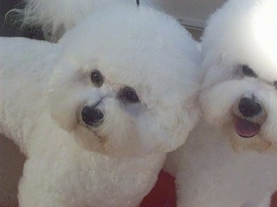 Close Up - Two Bichon Frises