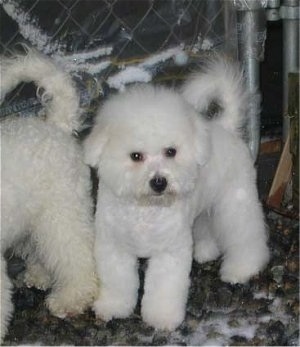 Bichon Frise puppy sitting in front of a chain link fence behind another dog